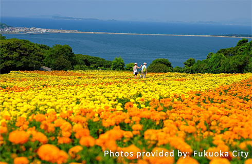 Nokonoshima Island Park